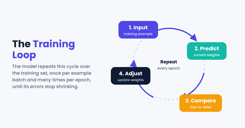 Diagram of the training loop showing input, predict, compare and adjust steps repeating each epoch